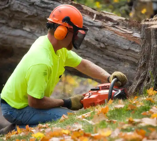 tree services Chums Corner